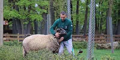 Suffolk cinsi koyun ile bakıcısının dostluğu Ormanya'ya renk kattı