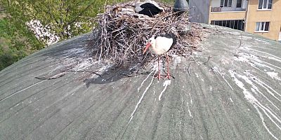 Sultan Murat Camii’nin Sadık Misafirleri: Leylek Çifti 11 Yıldır Aynı Kubede