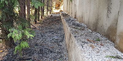 SÜS AĞAÇLARINI ATEŞE VERDİLER