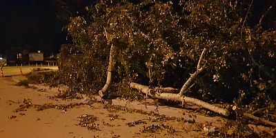 Tarihi ağaç lodosa direnemedi 