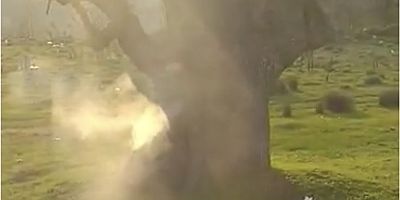 TARİHİ ÇINARI ATEŞE VERDİLER