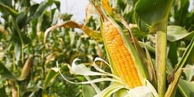 Tarım Bakanlığı GDO'lu bir mısır ve 4 soya çeşidinin hayvan yeminde kullanılmasını onayladı