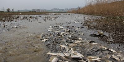 TARLADAN BALIK TOPLADILAR