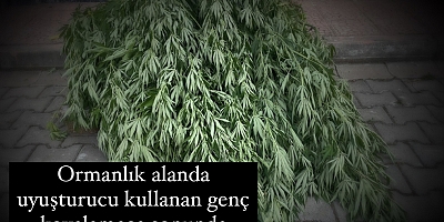 Tarlasında 163 kök kenevir bitkisi ele geçirilen kişi gözaltına alındı