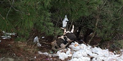 TELEF OLAN HAYVANI ORMANLIK ALANA ATTILAR