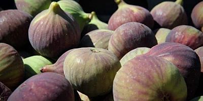 Tescilli 