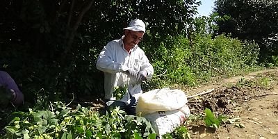 Tescilli şerbetçi otunda verim azaldı