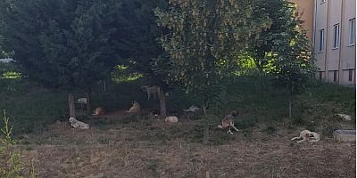 TOKi’de köpek istilası