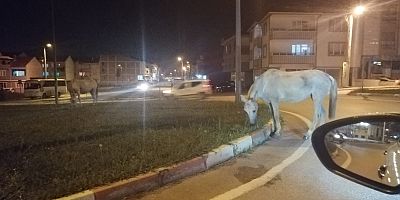 TRAFİKTE ‘AT’ KARGAŞASI