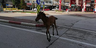 Trafikte ‘Tatlı’ tehlike