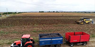Trakya'da kuraklık nedeniyle ayçiçeği verimi azaldı