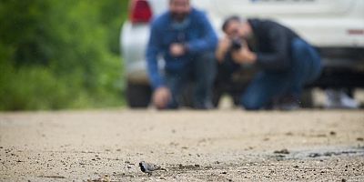 Tropikal Afrika kuşu, İnegöl’de görüldü