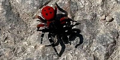 Uğur böceği görünümlü böcek, sandığınız kadar masum değil