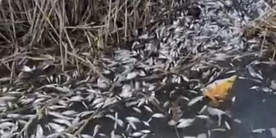 Uluabat Deresi’nde binlerce balık ölü bulundu