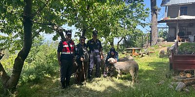Uludağ'da kaybolan koyunları jandarma personeli bulduŞ