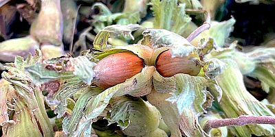 Uludağ'ın fındığı destek bekliyor