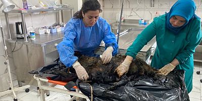 Ümitalan’da zifte yapışan 4 köpek kurtarıldı, 3'ü telef oldu