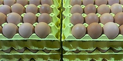 Üniversiteli tavukların yumurtaları daha hesaplı