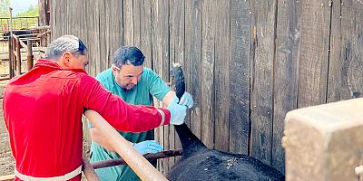 Uruguay’dan İnegöl’e besilik sığırlar