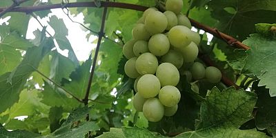 ÜZÜM HASADI BAŞLADI