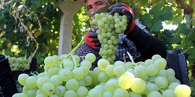 Üzüm hasadı sürüyor