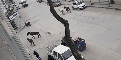 VATANDAŞLAR EVLERE ÇEKİLİNCE SOKAKLAR HAYVANLARA KALDI