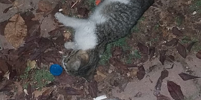 VİCDANSIZ SÜRÜCÜ KEDİYE ÇARPIP KAÇTI