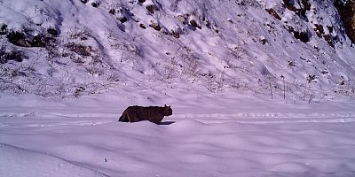 Yaban kedisi İnegöl'de görüntülendi