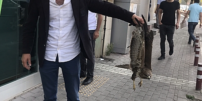 YARALI KIZIL ŞAHİNİ BELEDİYEYE TESLİM EDİLDİ