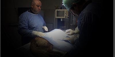 YARALI KÖPEK BAŞARILI OPERASYONDAN GEÇTİ