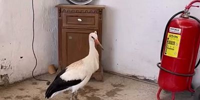 Yaralı leyleğe şefkat eli