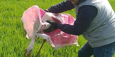 Yaralı leylek tedavi altına alındı
