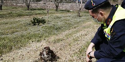 Yaralı Şahin tedavi ettirildi