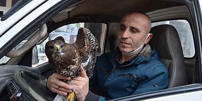 Yaralı şahini gören sürücü Tedavi için elinden geleni yaptı
