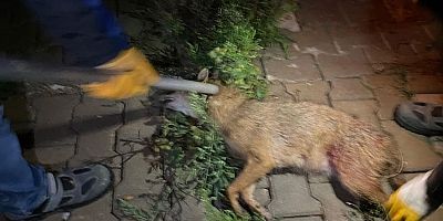 Yaralı tilki tedavi altına alındı