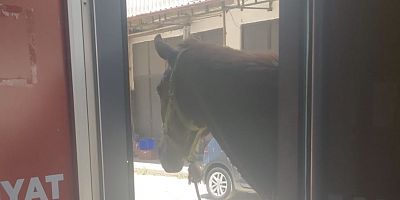 Yaralı ve Başıboş At Vatandaşları Endişelendirdi