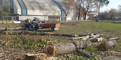 YARIM ASIRLIK AĞAÇLARIN KESİLMESİ TEPKİ TOPLADI