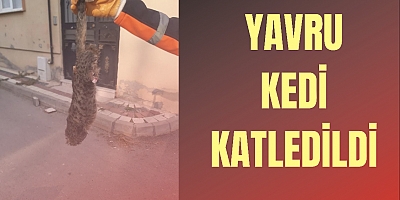 YAVRU KEDi KATLEDiLDi