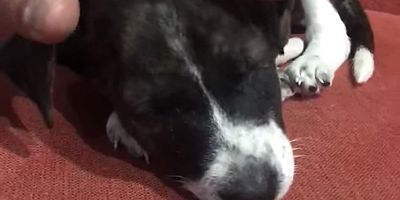 YAVRU KÖPEK HAYATINI KAYBETTİ