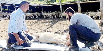 Yetiştiricine sahip çık Kurbanlığı yetiştiriciden al