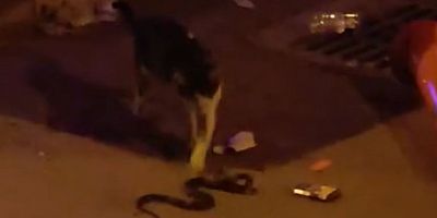 Yılan ile kedinin kavgası kamerada