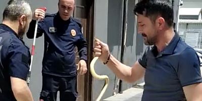 YILANI ELİYLE TUTTUĞUNU GÖRENLER ŞOK OLDU