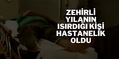 Zehirli yılanın ısırdığı kişi hastanelik oldu