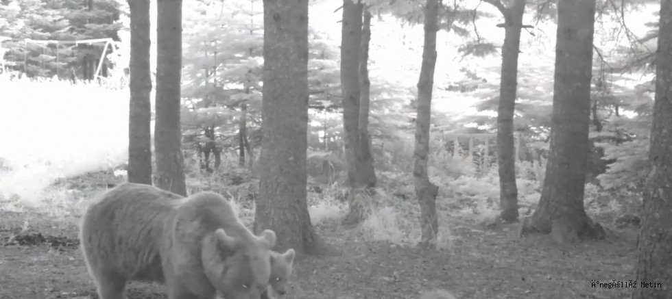 Yavru ayı zıplayarak ailesinin peşinden koştu