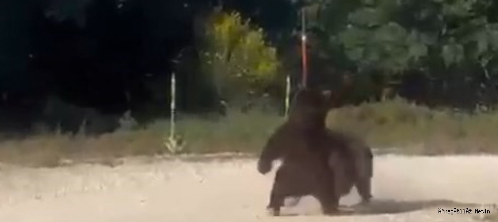 Yolun ortasında güreşe tutuşan ayılar, uçurumdan yuvarlandı